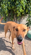 CANELA Imagen 1